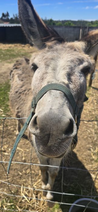Burro mansinho com 5 anos