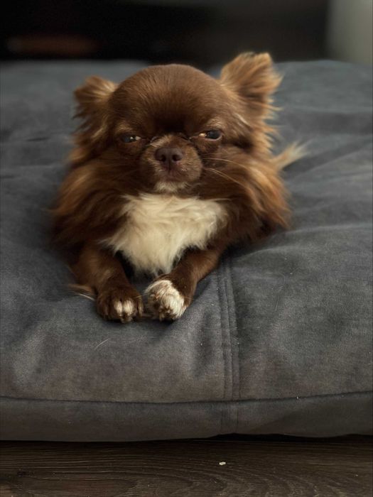 Chihuahua River Wolf's