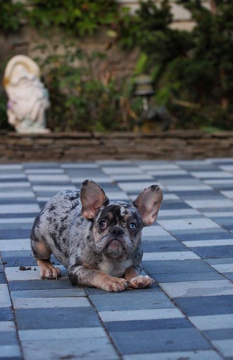 Девочка с разными глазами.