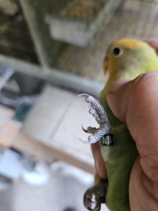 Argaponi verde lutino de 2026