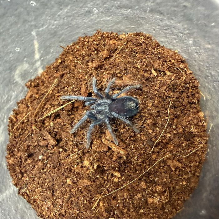 Pająk ptasznik Phormictopus atrichromatus
