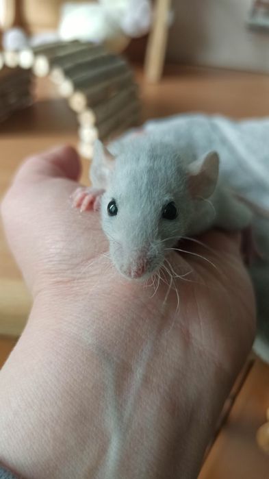 Криса дамбо Рекс, хлопчик