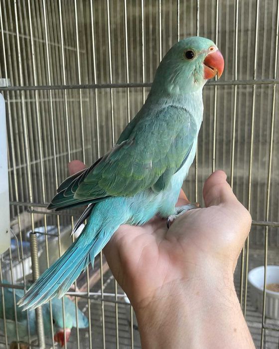 Ring neck bebê lindíssimo , KIT completo