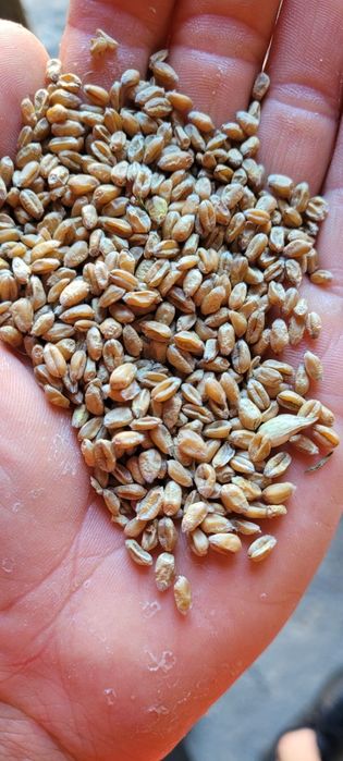 Pszenica Bilanz, owies bingo 2025