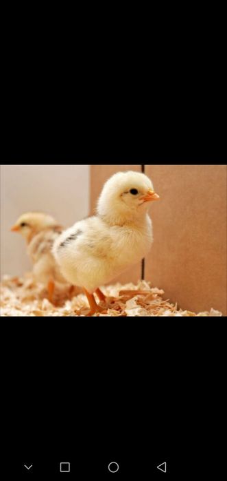 Цыплята бройлер Кобб-500, Фоксичик, Мастер Грей, Испанка, Муларды