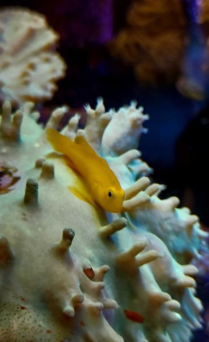 Gobiodon okinawae - ryba - akwarium morskie.