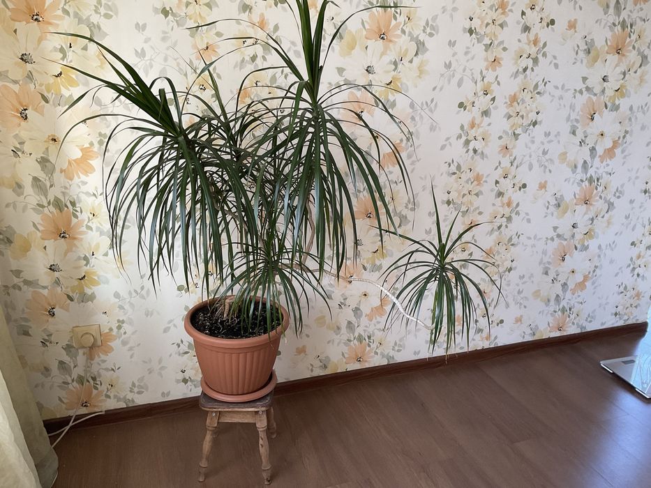 Продам комнатное растение драцена