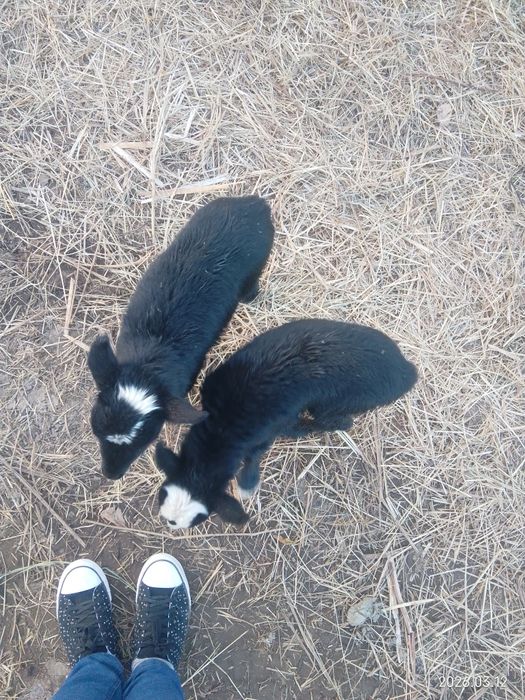 Вівці Романівської породи