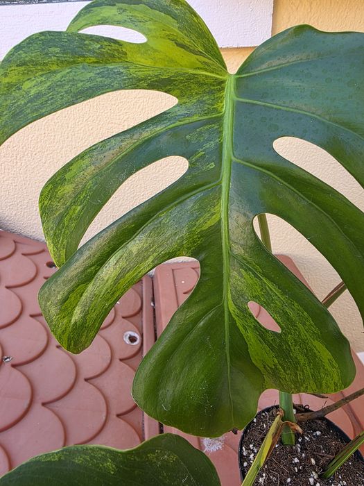 Monstera Aurea variegata