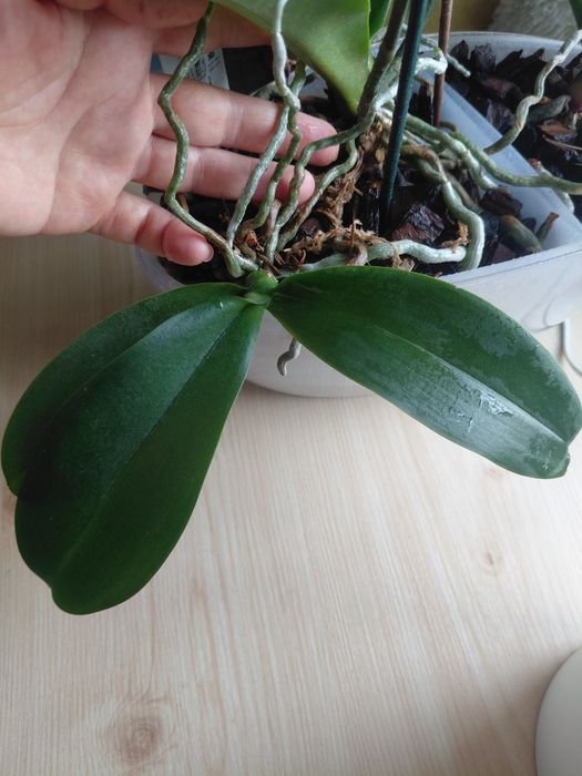 Орхідея  салатова