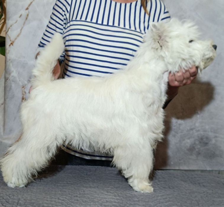 Вязка Вест Хайленд