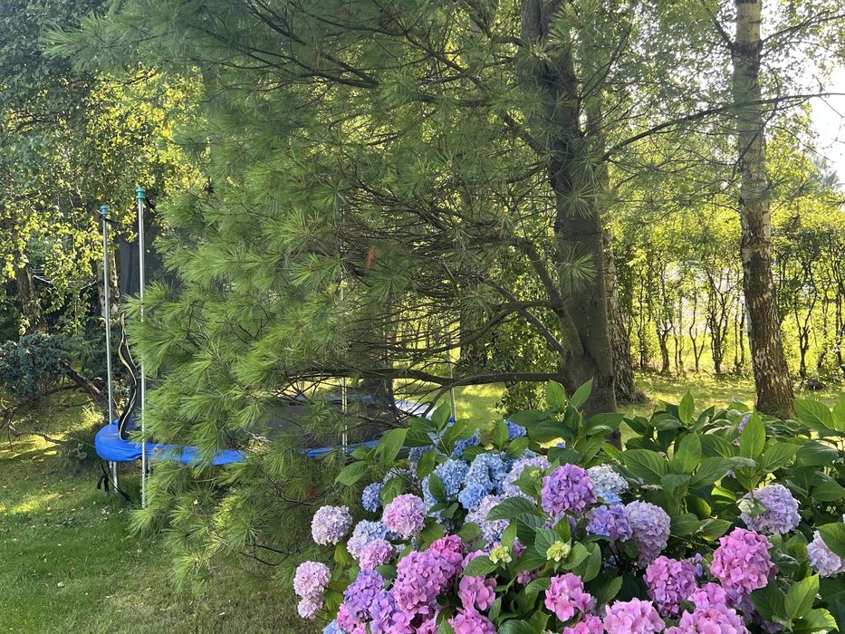 dom dla 10 osób do wynajęcia Białogóra