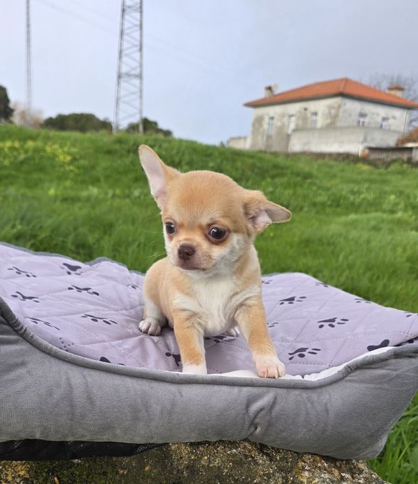 Chihuahua MachoLilac Fawn Pêlo Curto