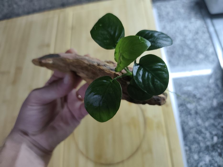 Anubia Dragon Stone ou Tronco Aquário