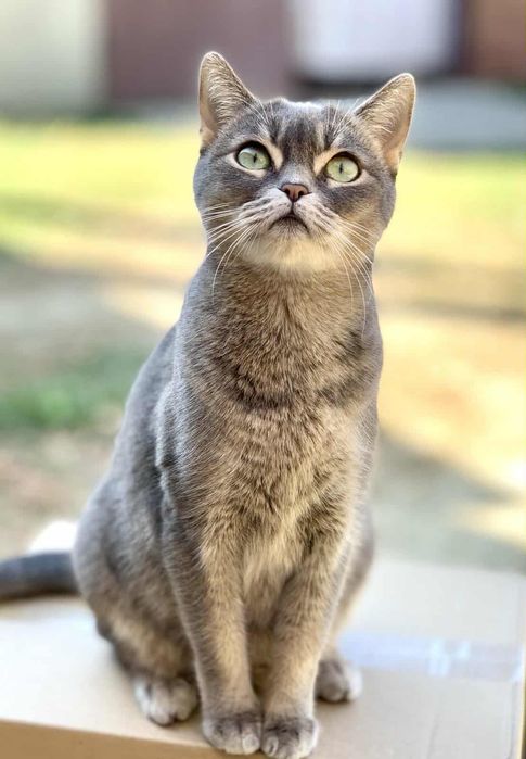 Британка Лилу 3 года