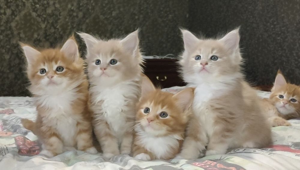 Продам котят. Мейн Кун.