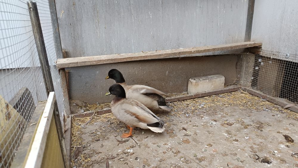 Call duck młode.