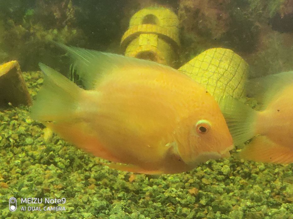 Северуми продам.