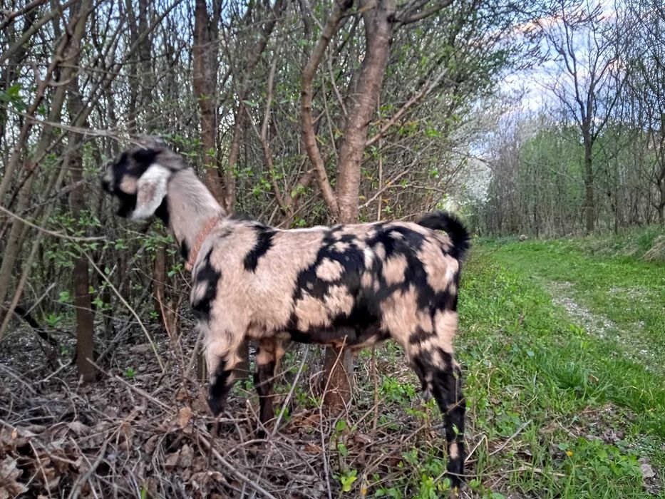 Козлик англо-нубійський, козеня, цап