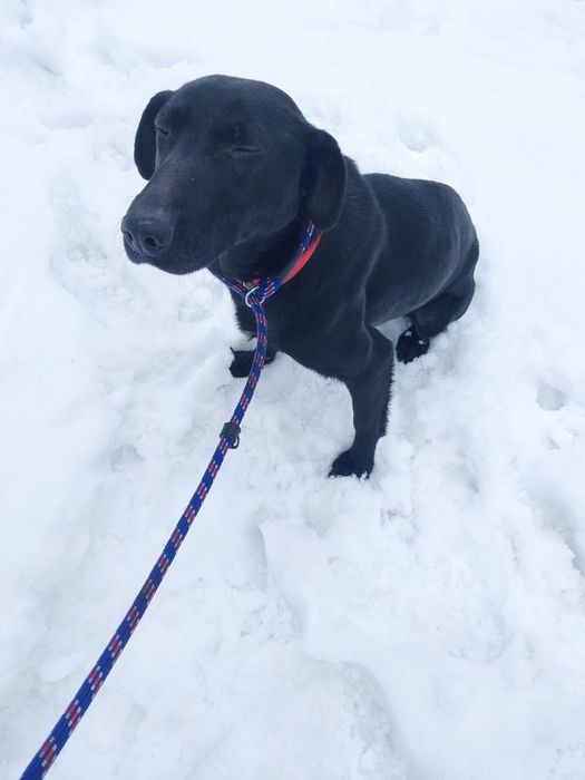 Oddam za darmo bezdomna ,dużą ,młodą suczke sterylizacja gratis.