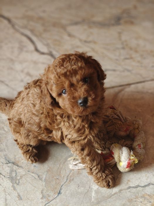 Pudel miniaturowy red
