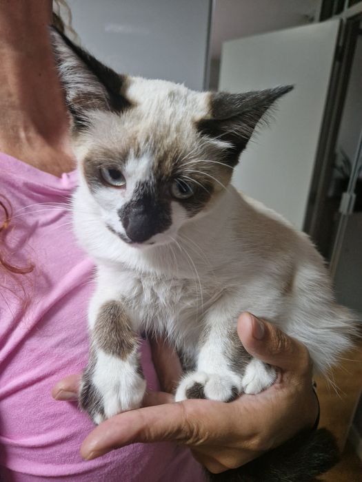 Gatinha bebé para adoção