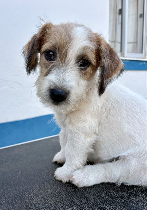 Jack Russell Terrier Broken C/Pedigree e Afixo
