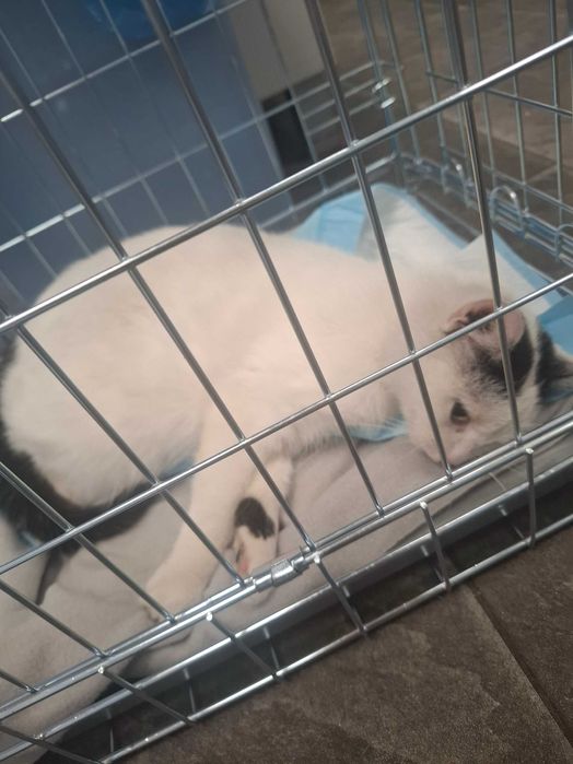 Koteczka Kropka do adopcji