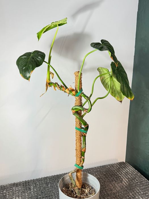 Philodendron mix