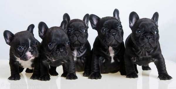 Buldog Francuski CZARNA Dziewczynka