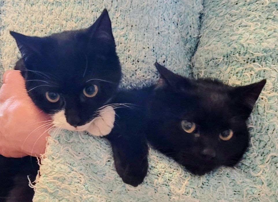 Koci bracia szukają fajnego domku