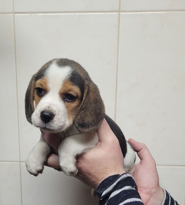 Cachorrinho beagle tricolor