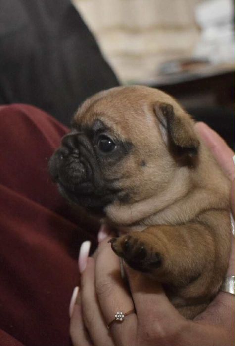 Buldog francuski Edzio