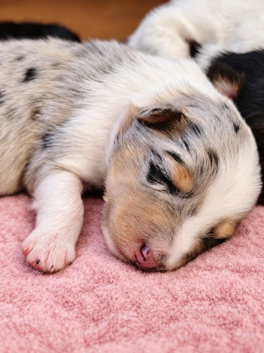 Owczarek Szetlandzki  piesek blue merle
