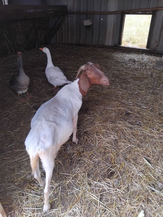 Cabra boer vendo