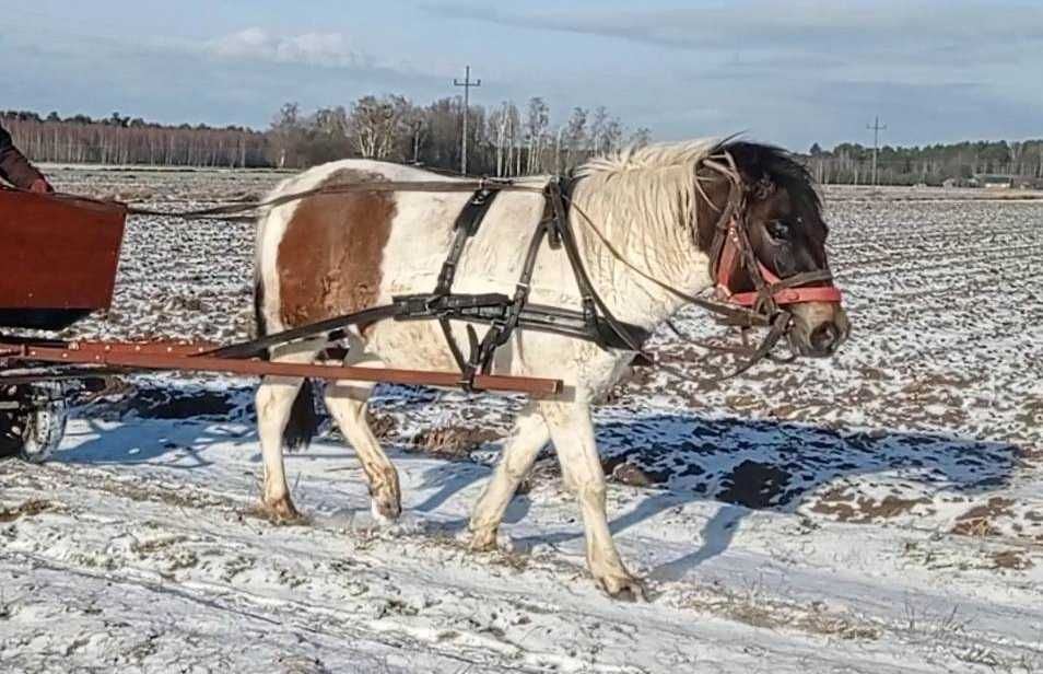Uprząż szory dla konia hucuł małopolski