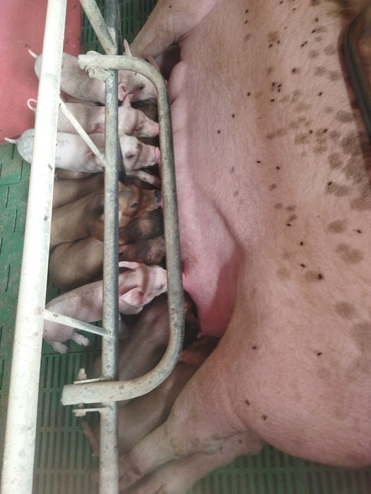 Запліднені свиноматки