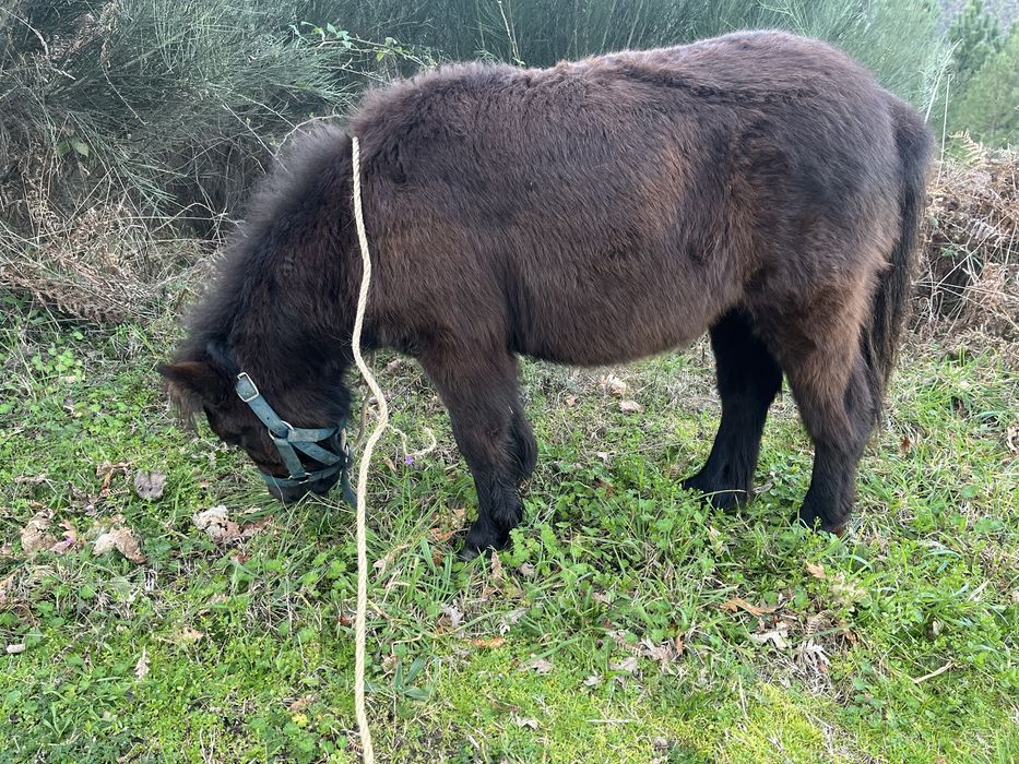 Ponei Femea a fazer 1 ano