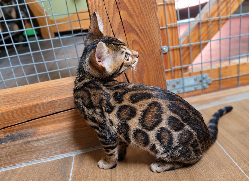 Kot Bengalski kocurek