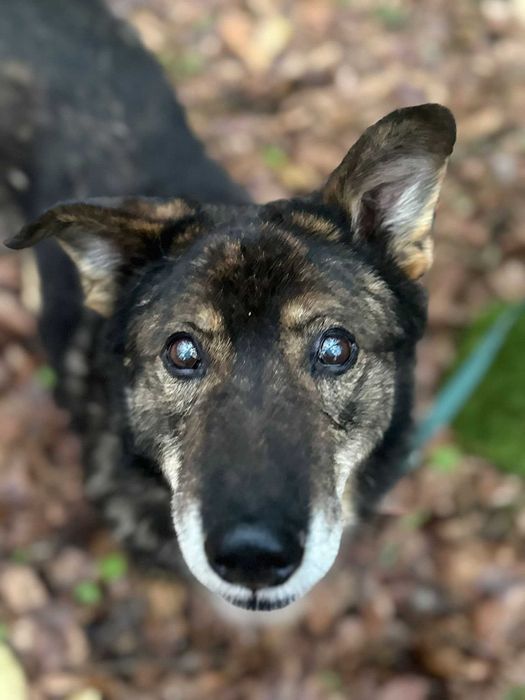 Zamiast łańcucha – kanapa. Zamiast samotności – dom