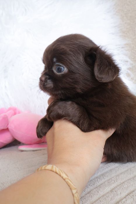 Chihuahua  Mini. Menina de pēlo longo de olhos Verdes . Cabeça maçã perfeita!