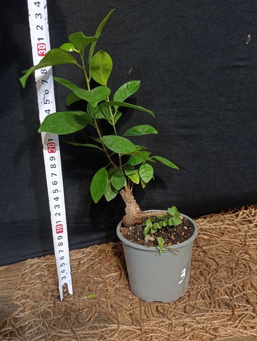 Фікус мікрокарпа Гінсенг (Ficus microcarpa Ginseng)
