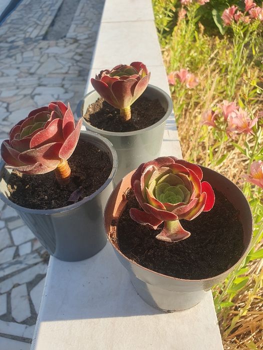 Planta natural com vaso a 1 euro cada