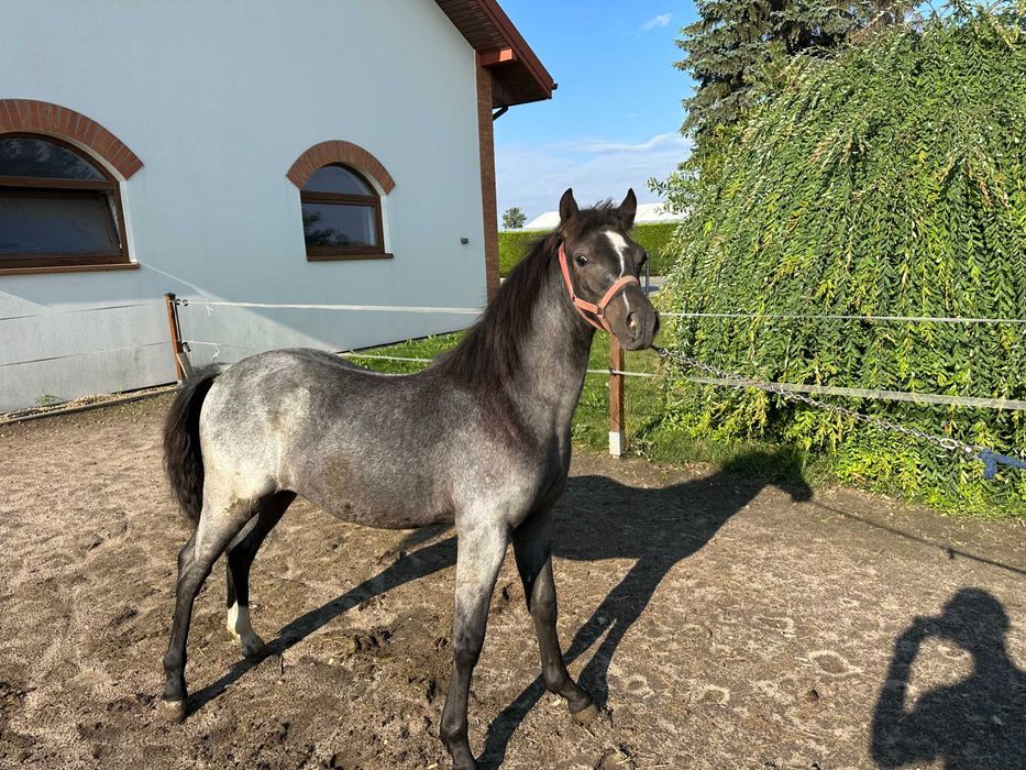 Kuc walijski-ogier, źrebak