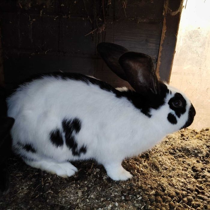 Srokacz samiec szczepiony