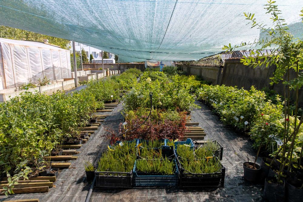 Саженцы роз в тубусе с землей + Подарок