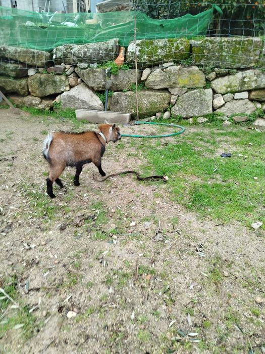 Cabra e Cabrito Anões