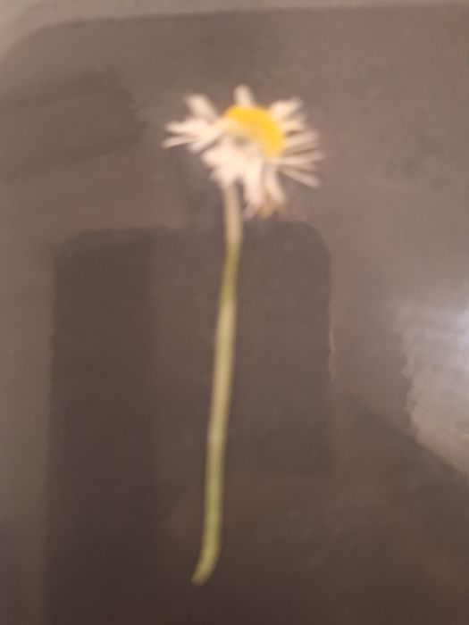 Suszony kwiatek, do kompozycji obrazkowej