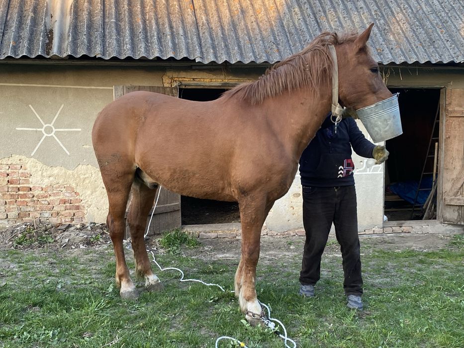 Продам коня ріст 165 в холці