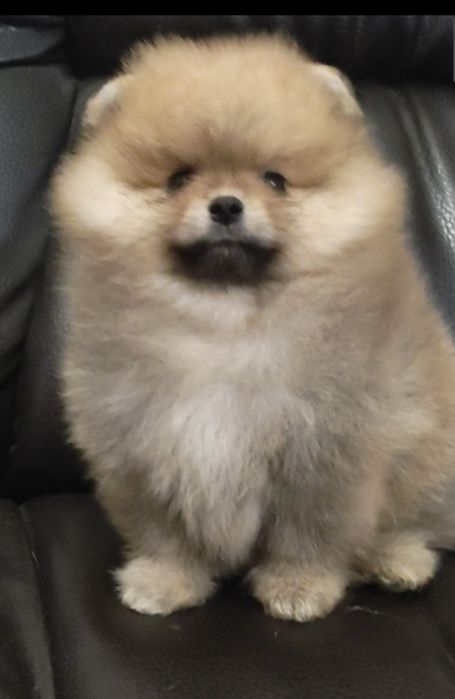 Мальчик Оранж 2 месяца